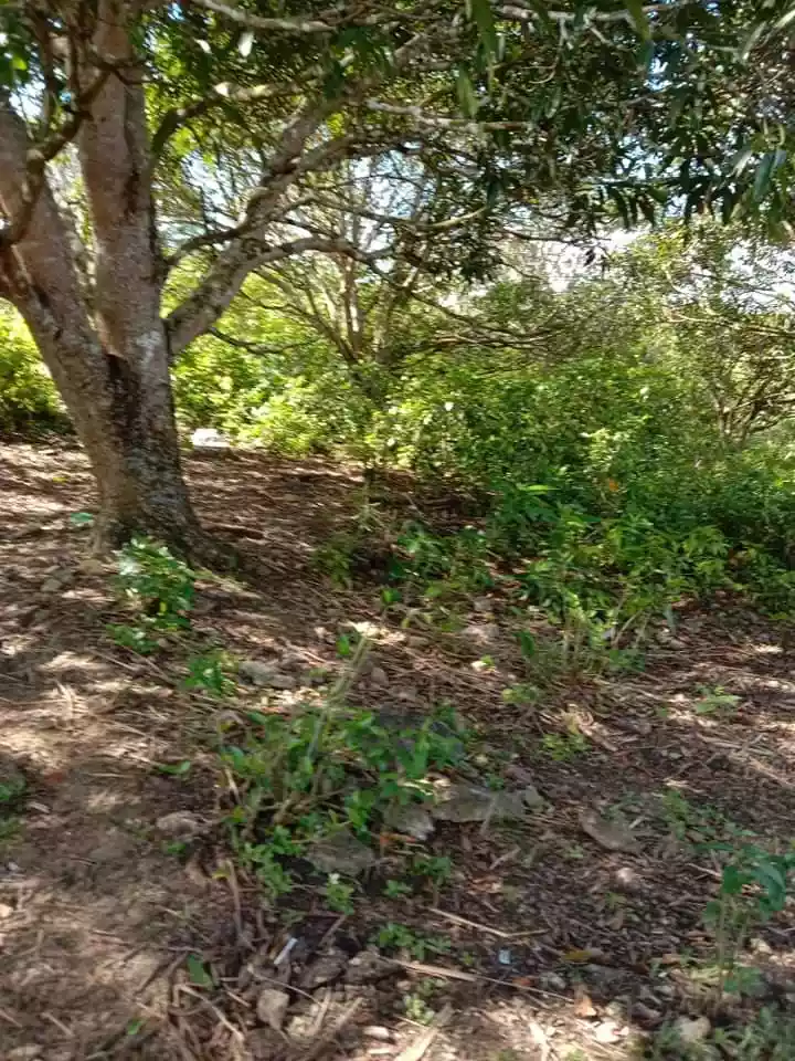 Farm lot - photo 5