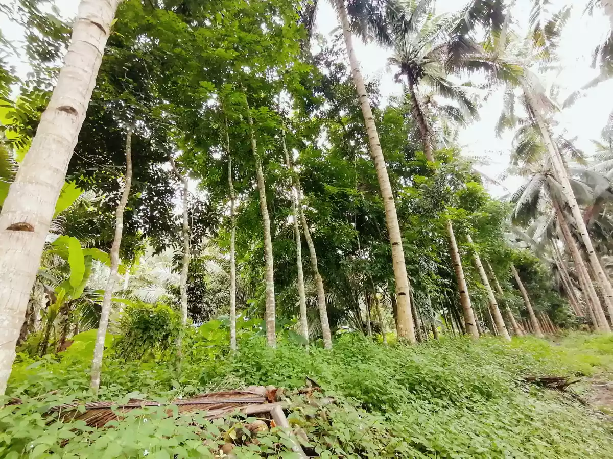 1 HECTARE FARM LOT IN TUPI — Agricultural Lot in South Cotabato, Philippines — Photo 5
