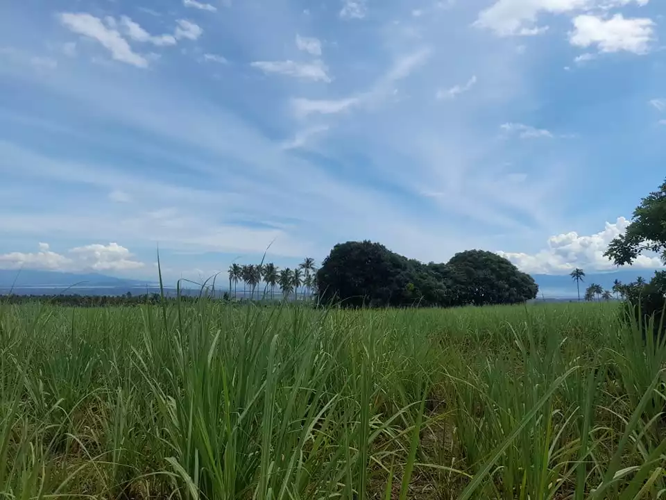 6 Hectares Agricultural Lot Jantianon,Amlan Negros Oriental - photo 4