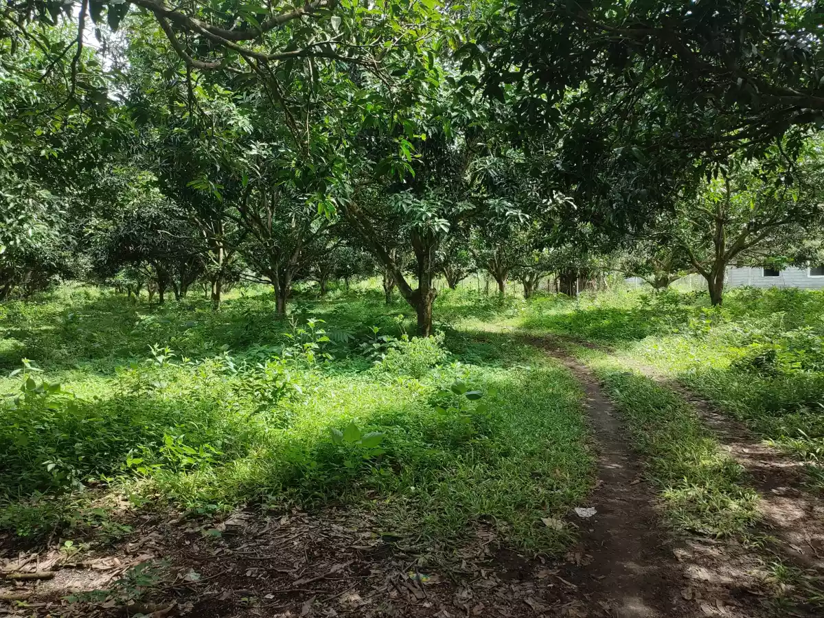 For Sale Klinan 6 Agricultural Land - photo 4