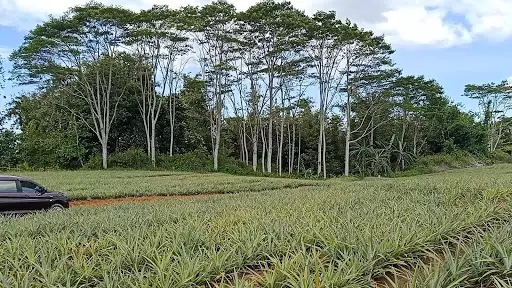 Lot for sell at Pongol, libona ,Bukidnon — Agricultural Lot in Libona, Bukidnon, Philippines — Photo 4