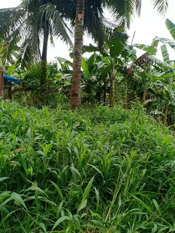 LOT FOR SALEâ—â— - photo 4