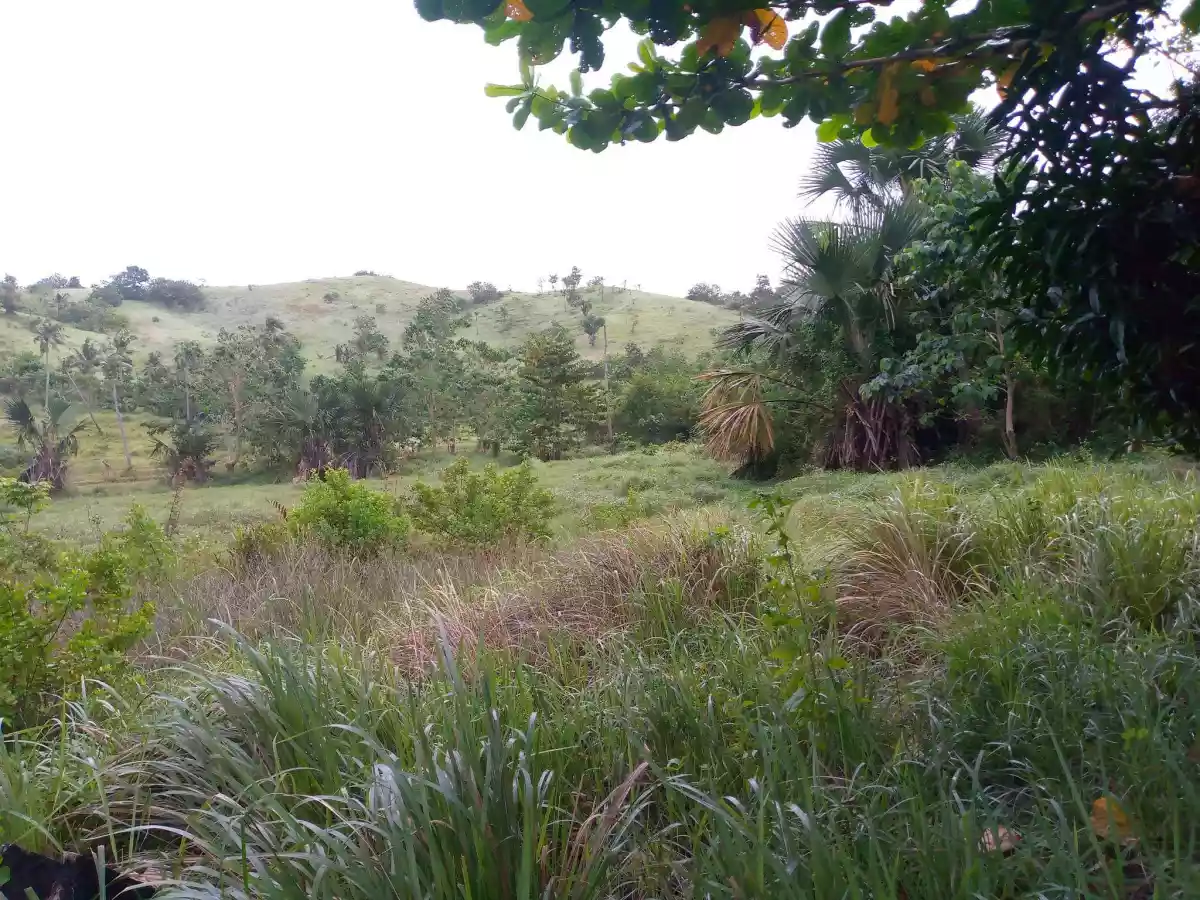 BEACH LOT FOR SALE IN UBAY BOHOL — Beach Lot in Ubay, Bohol, Philippines — Photo 5