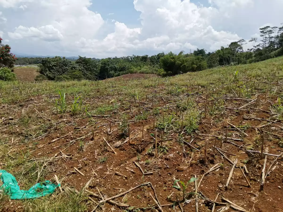 For Sale Raw Lot Beside provincial Road from Tagoloan -matibugao- Alae — Residential Lot in Bukidnon, Philippines — Photo 2