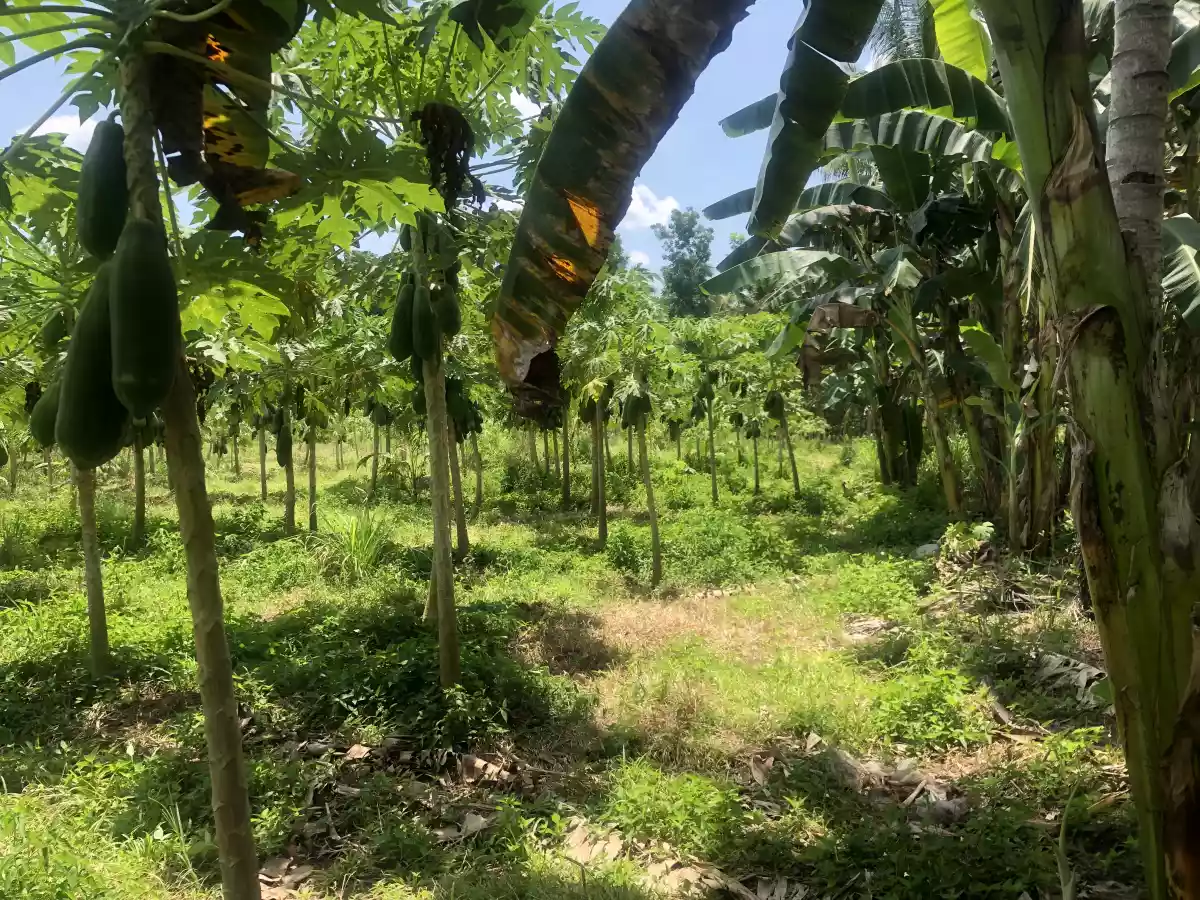 Tupi Cebuano — Agricultural Lot in Barangay Cebuano Road, Tupi, South Cotabato — Photo 6