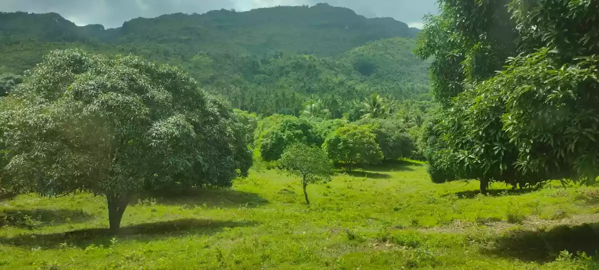 Open photo 19 of 21 — Mango Farm (Sacrifice Sale)