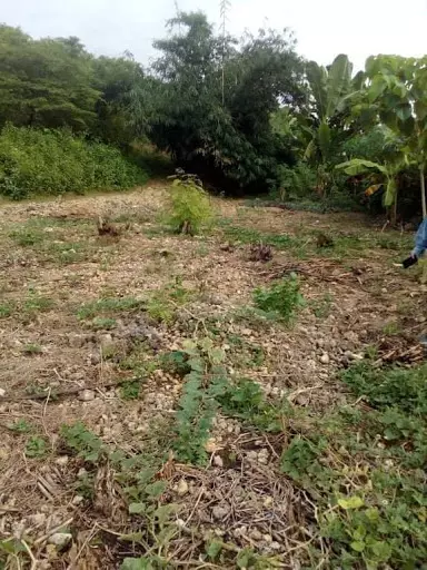 Agricultural Land in Asturias for sale! — Agricultural Lot in Asturias, Cebu, Philippines — Photo 4