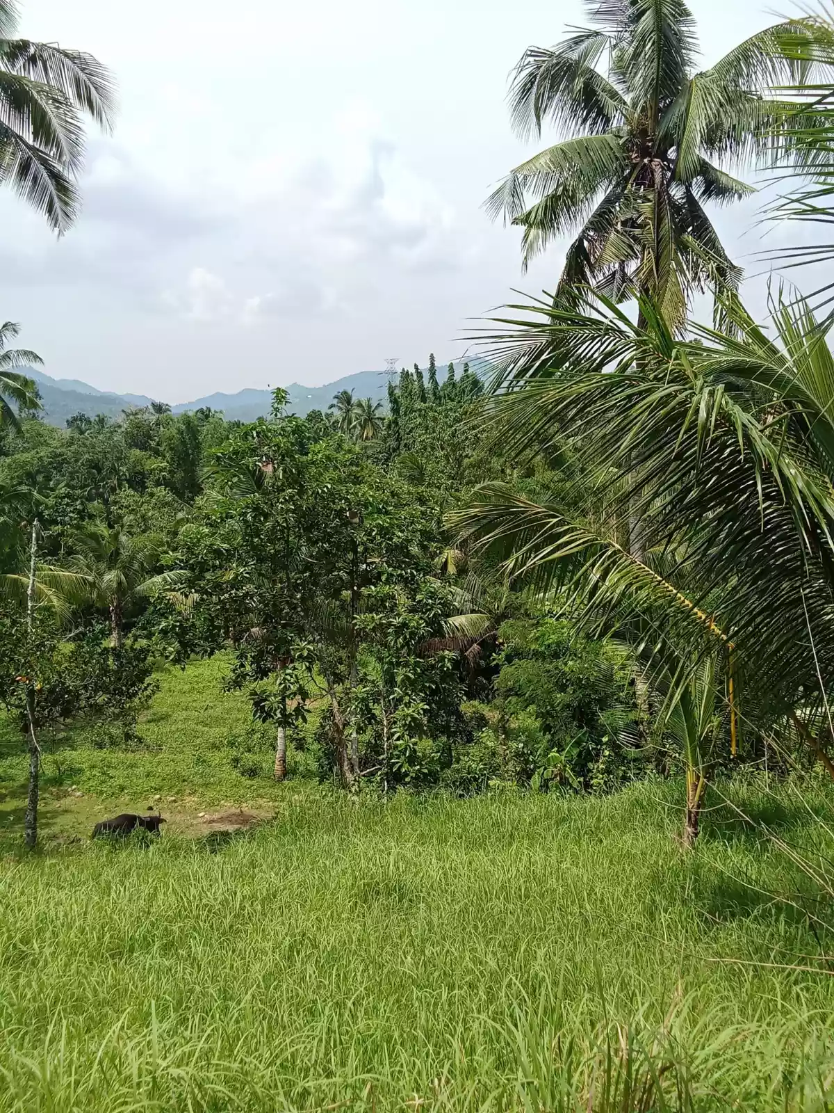 Open photo 20 of 22 — 3.5 hectares agricultural land for sale in Balungag San Fernando Cebu
