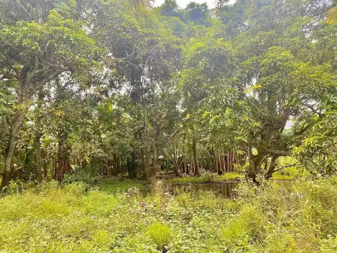 Farm Lot for Sale in Sua Argao Cebu — Agricultural Lot in Argao, Cebu, Philippines — Photo 3