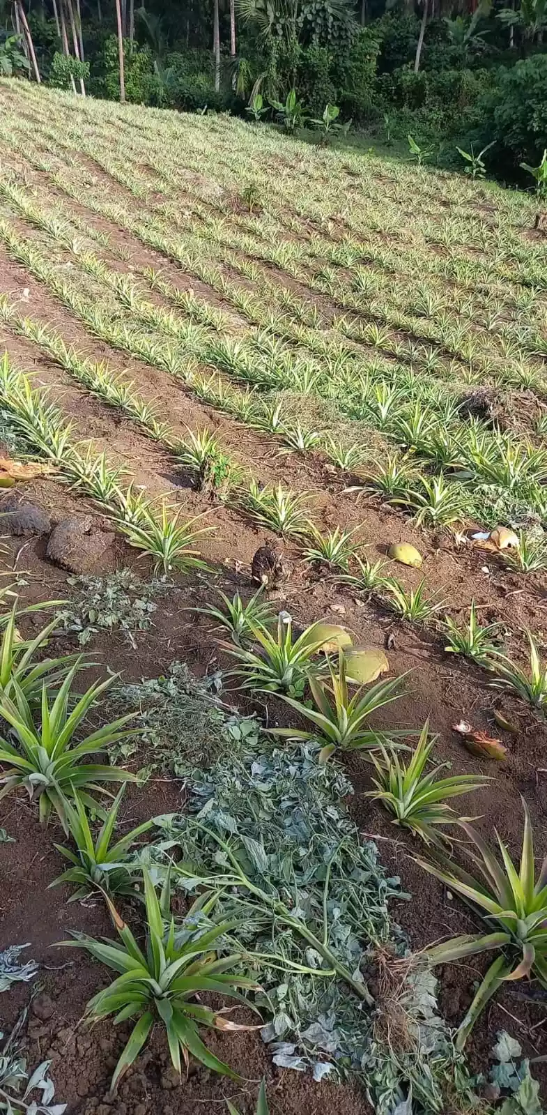 Calauag Quezon province Farmland  - photo 3