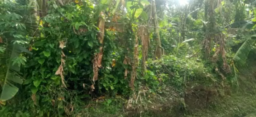 For Sale: 1,000sqm Lot in Buho Silang, Tagaytay Road – Near CALAX Exit — Residential Lot in Amadeo, Cavite, 4119 — Photo 6