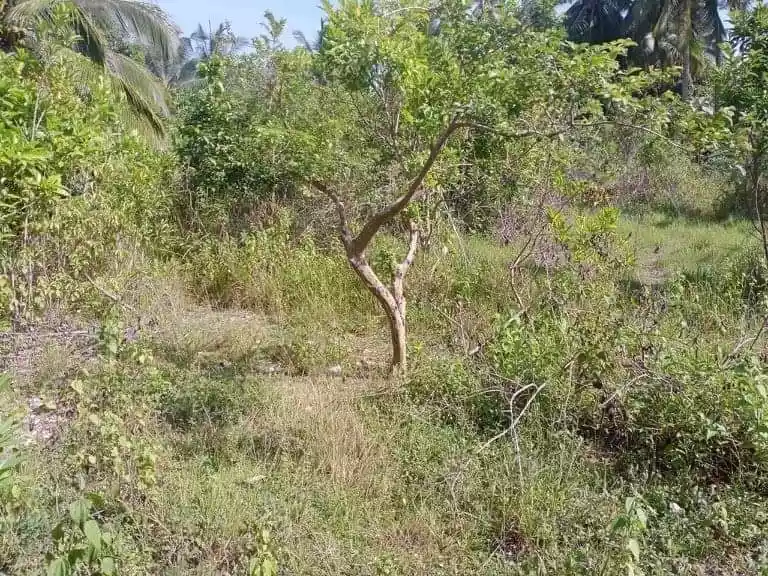 Titled Lot for Sale - photo 6