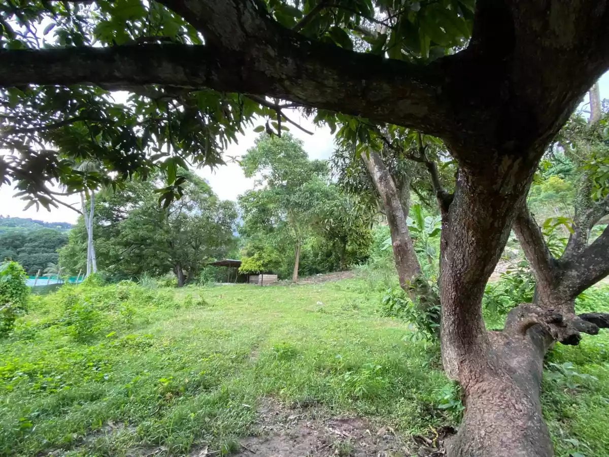 Tunghaan Minglanilla Cebu Lot — Residential Lot in Lower Tunghaan St, Tunghaan Minglanilla, Minglanilla — Photo 4