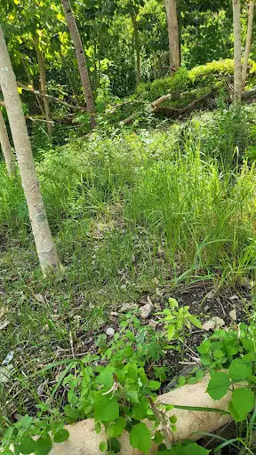 For Sale Farm Lot in Argao Cebu