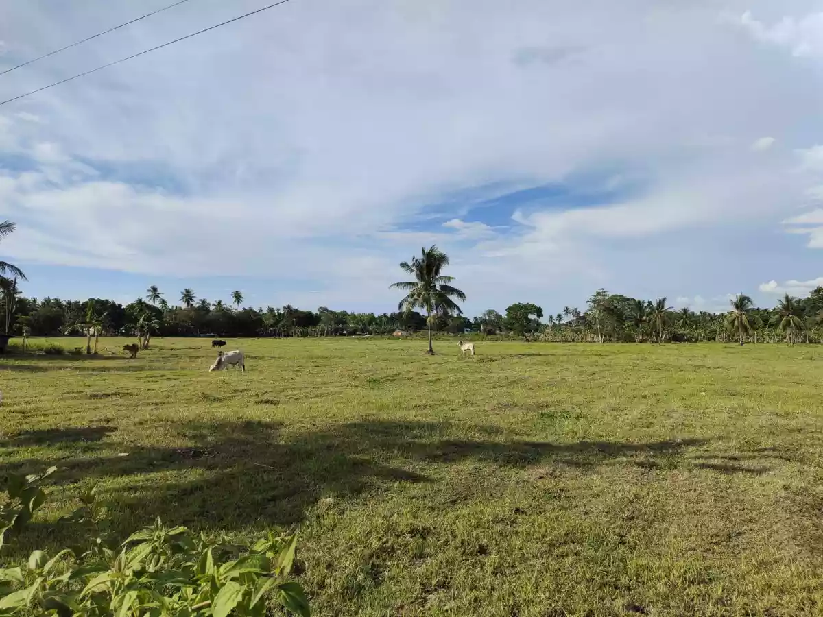 Lot for Sale in Tuburan, Cebu — Commercial Lot in Poblacion, Tuburan, Cebu — Photo 6