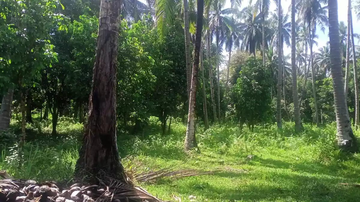LOT FOR SALE IN ALEGRIA AGUSAN DEL SUR — Agricultural Lot in Agusan del Sur, Philippines — Photo 4