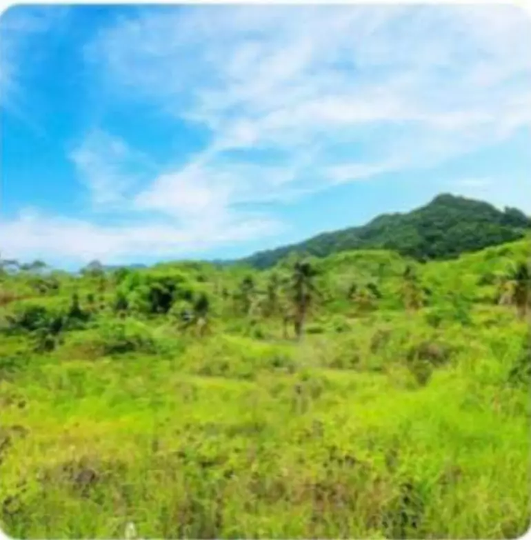 LOT FOR SALE IN GUINDULMAN, BOHOL — Agricultural Lot in Bohol Circumferential Road, Guindulman, Bohol — Photo 4