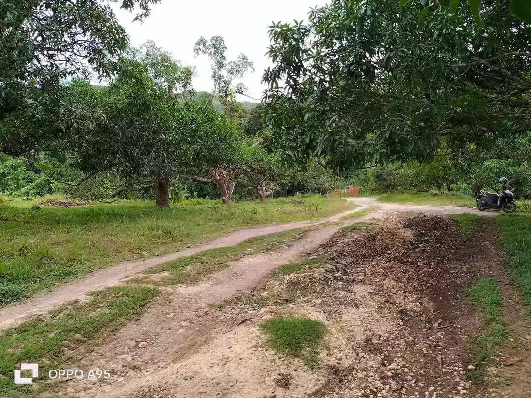 4.2 HECTARES FARM LOT FOR SALE IN CARCAR - photo 5