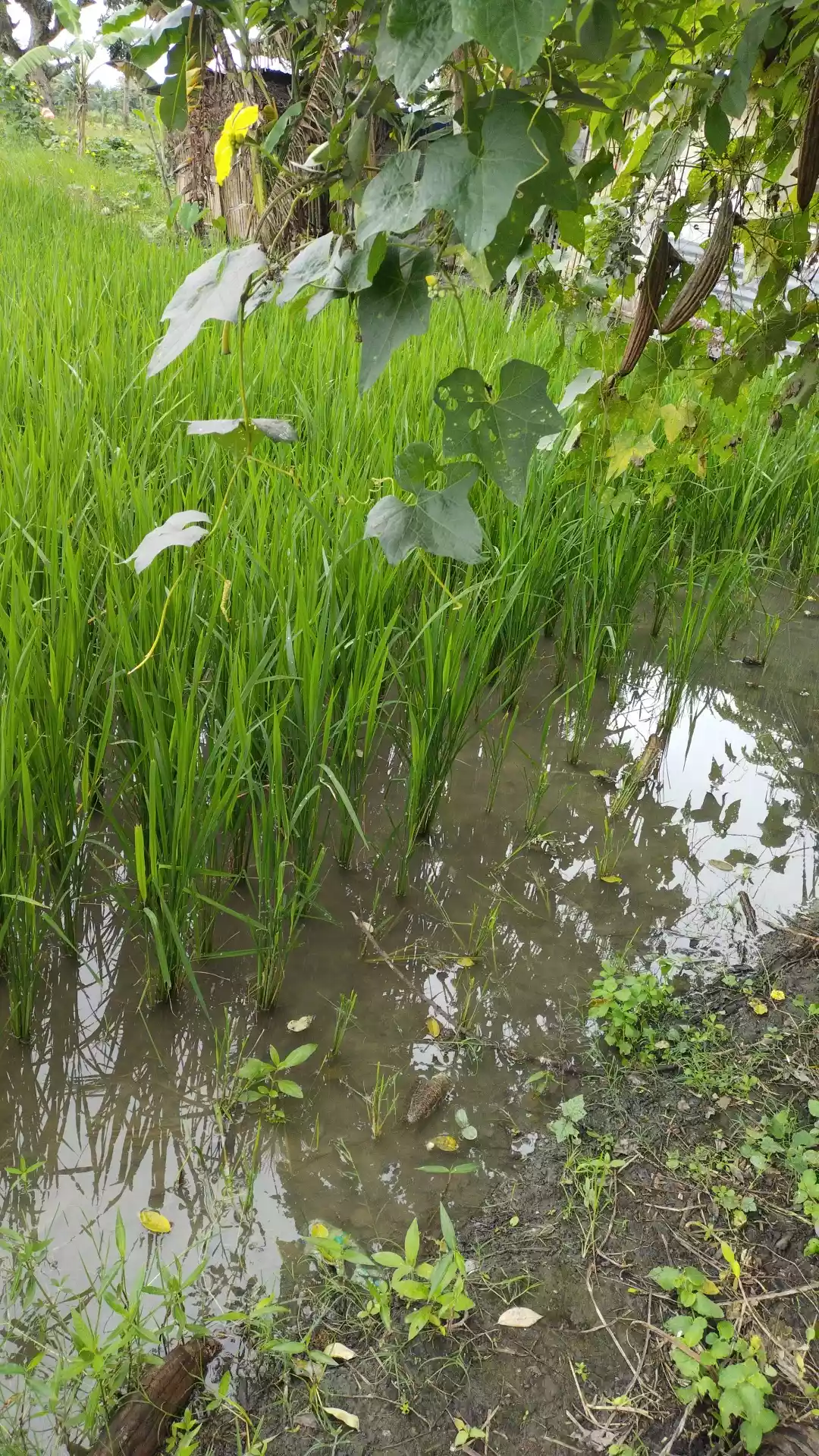Rice farm at tantangan South cotabato - photo 3