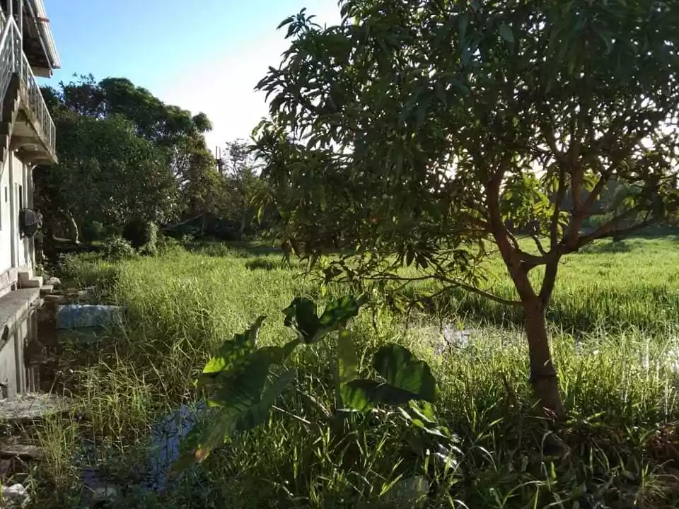 Rush For Sale-Residential Lot — Residential Lot in Leyte, Philippines — Photo 2