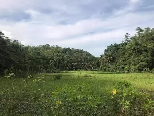 Very rush sale farm lot — Agricultural Lot in Sogod, Cebu, Philippines — Photo 2