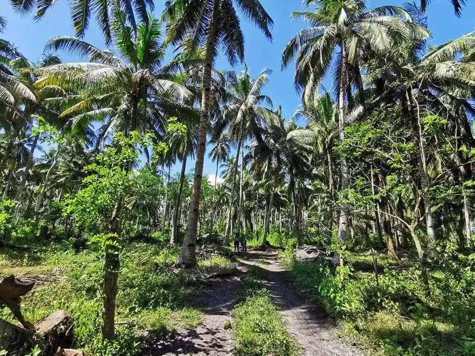 1.2 Hectares Coconut Farm For Sale! — Agricultural Lot in General Santos City, South Cotabato, Philippines — Photo 4