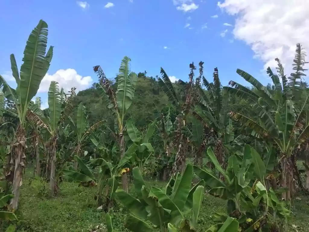 _LOT FOR SALE!  Carmen, Toledo City, Cebu...5.1 Hectares along brgy. Road  - photo 3