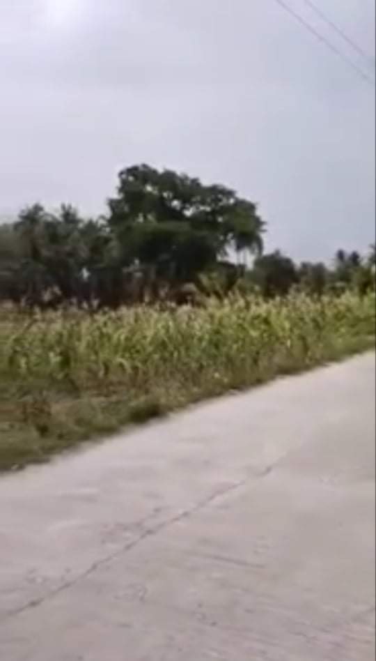 AGRICULTURAL LOT FOR SALE  - photo 4