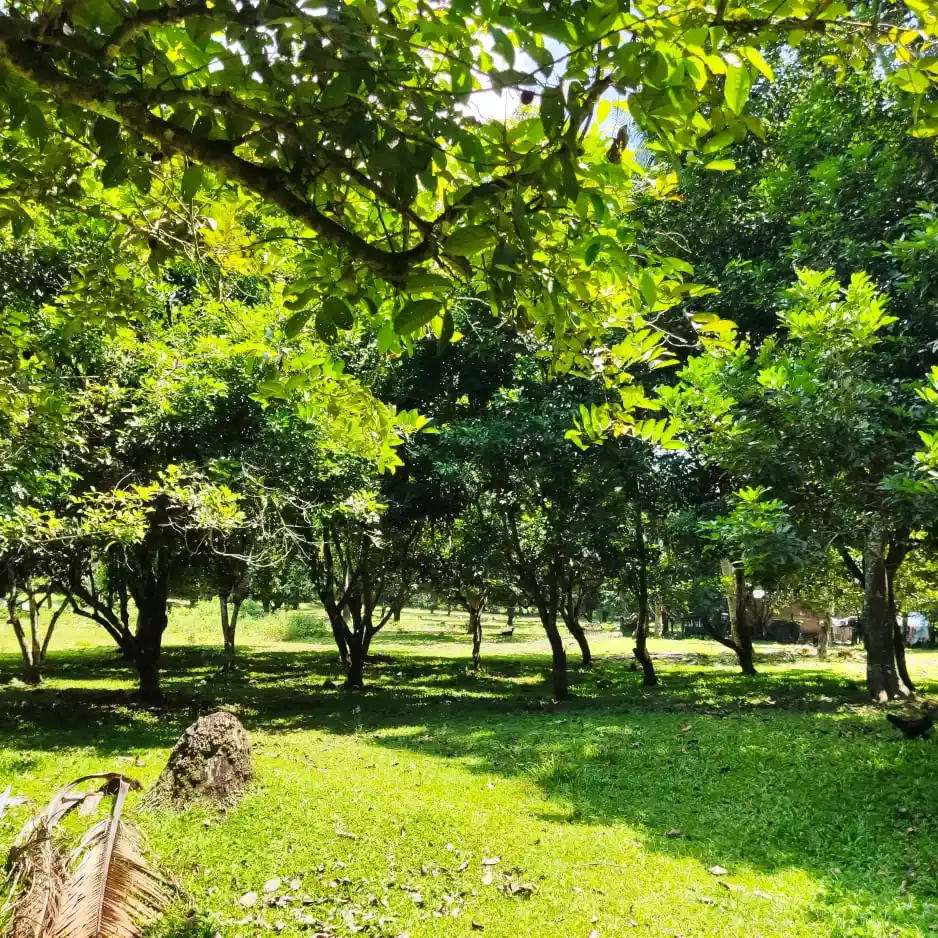15.8 Hectares for sale - photo 2