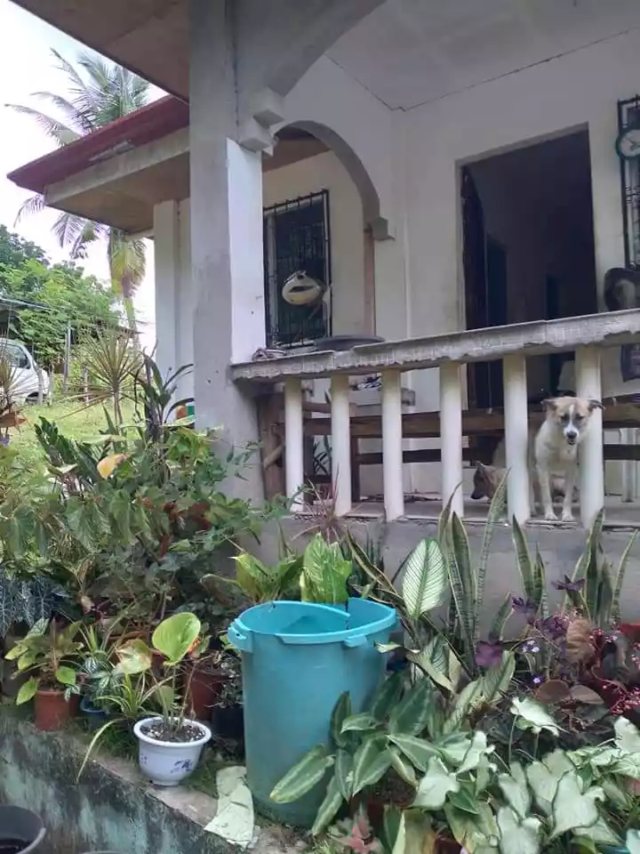 Bungalow House &Lot for Sale - photo 3