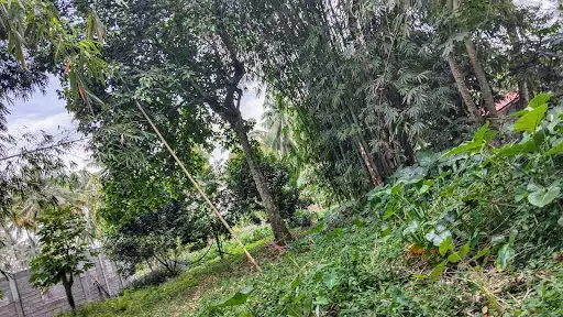 2 lots, 300 sqm each lot for Sale in Polonuling, Tupi, South Cotabato — Residential Lot in Tupi, South Cotabato, Philippines — Photo 6