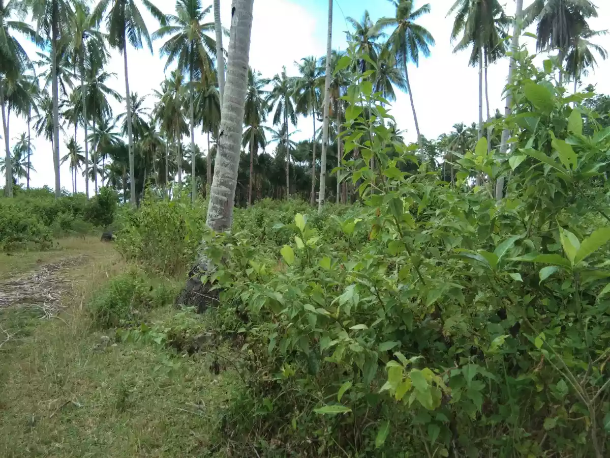 White Sand Beach Lot - photo 5