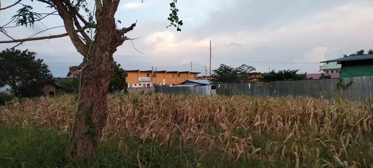 Lot only back of lessandra  - photo 3