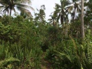 HOT Coconut Farm Land @ 34.52/sqm - photo 6