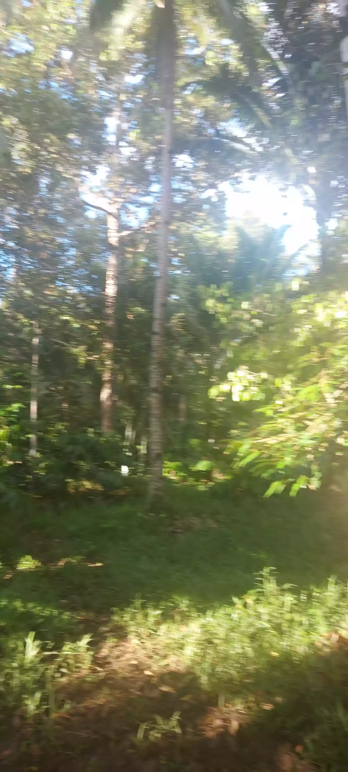 Farm lot for sale - photo 6