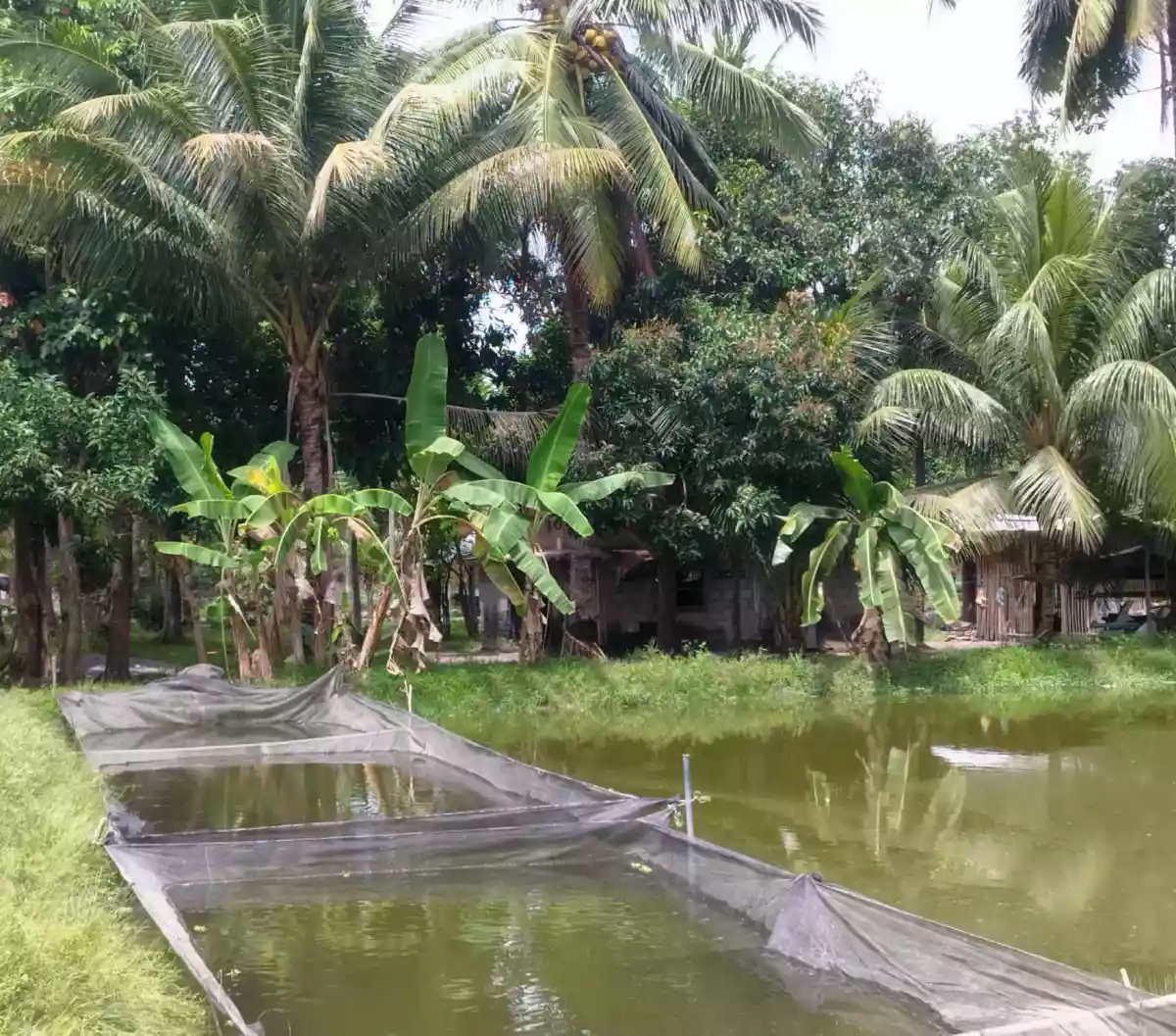 FARM with FISHPOND FOR SALE in Poblacion Banga, South Cot — Agricultural Lot in Banga, South Cotabato, Philippines — Photo 3