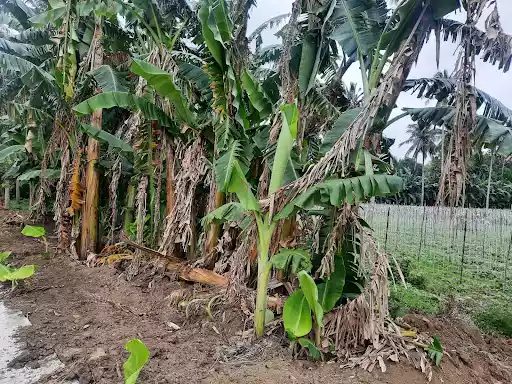 Sta.Veronica, San Pablo City, Laguna — Agricultural Lot in San Pablo City, Laguna, Philippines — Photo 6