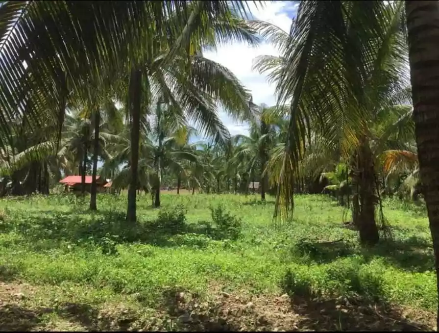 Lot For Sale!! — Agricultural Lot in Toledo City, Cebu, Philippines — Photo 6