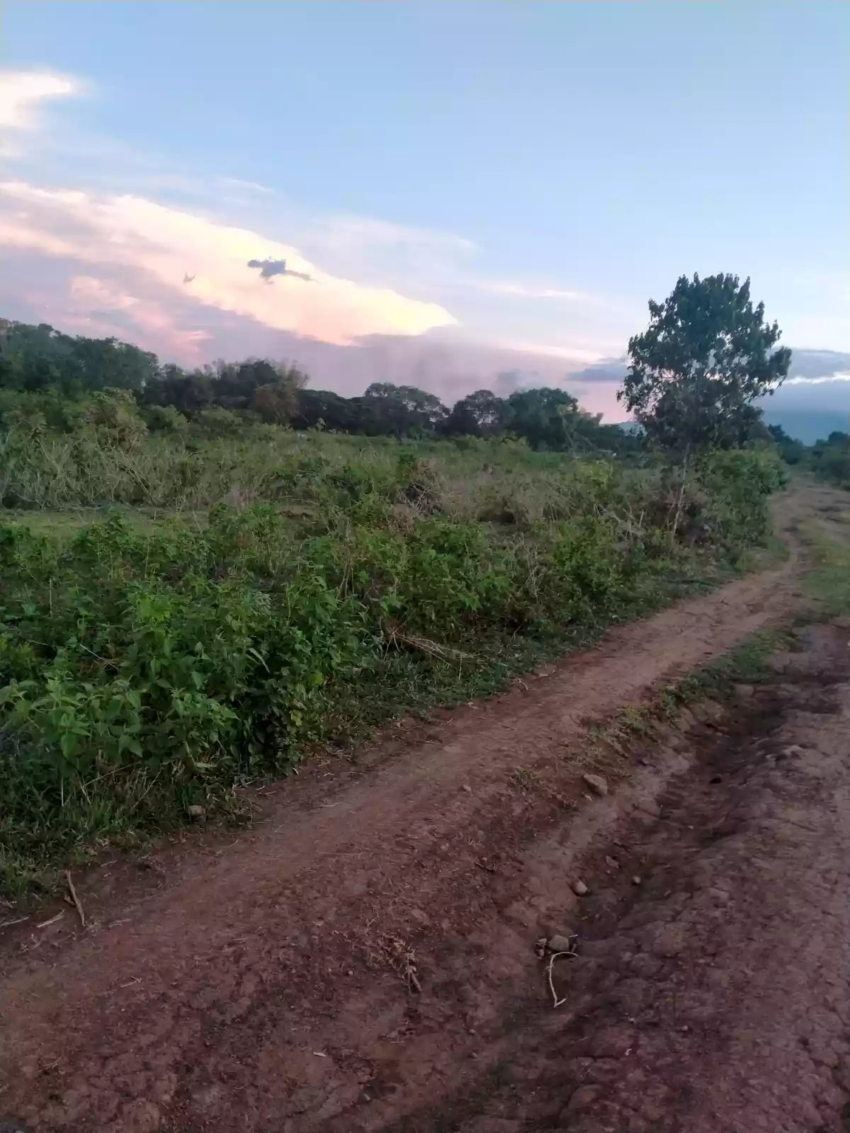 LOT FOR SALE IN PANCIL, LOOC, SIBULAN - photo 4