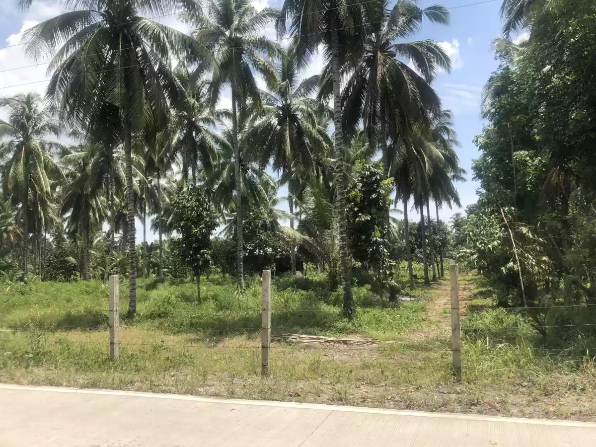 Tupi Cebuano — Agricultural Lot in Barangay Cebuano Road, Tupi, South Cotabato — Photo 3