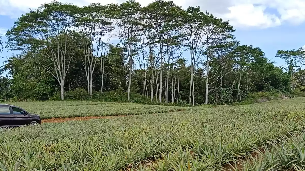 Pongol Libona MANOLO FORTICH — Agricultural Lot in Bukidnon, Philippines — Photo 4