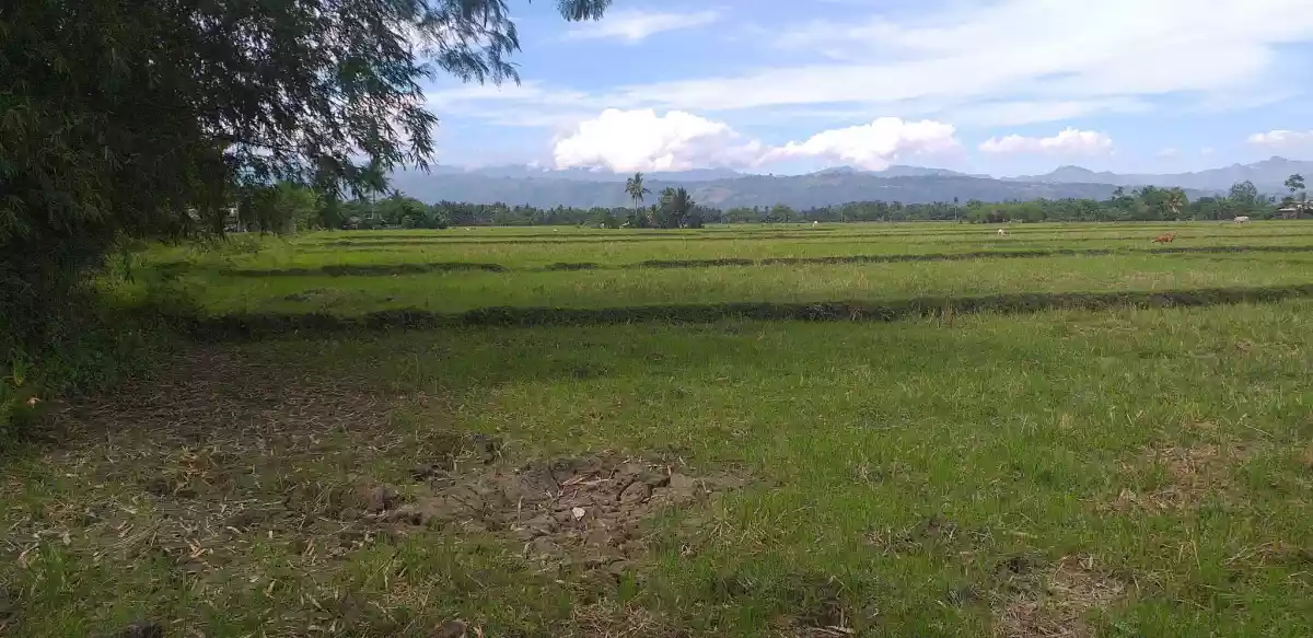 Agricultural Land for Sale: 8 Hectares Rice Field in Banga, South Cotabato — Agricultural Lot in South Cotabato, Philippines — Photo 2