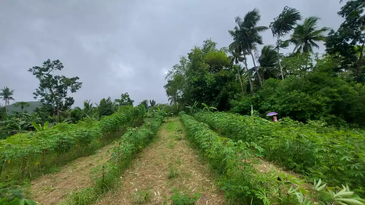 Farmlot for sale - photo 5