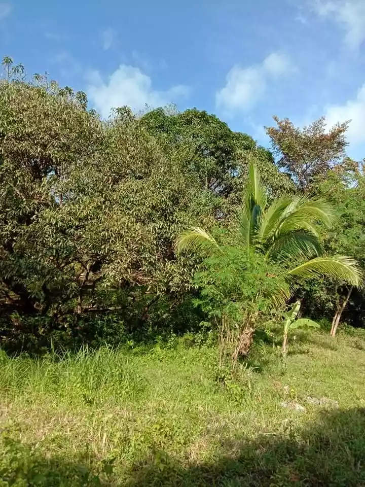 Farm lot - photo 3
