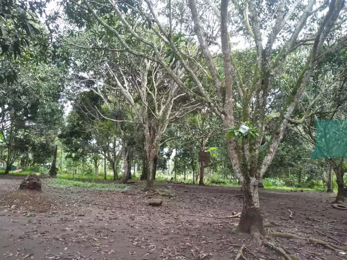 Farm Lot For Sale... - photo 4