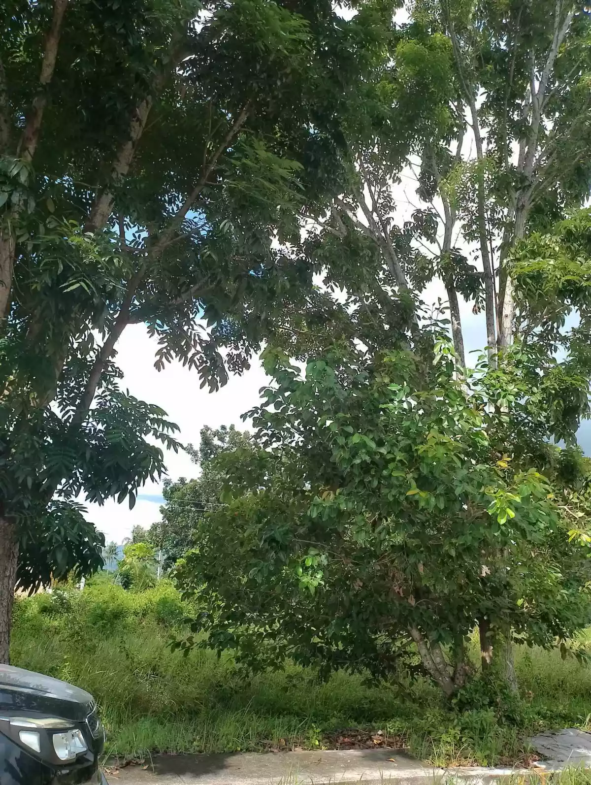 SUBDIVISION LOT - photo 3