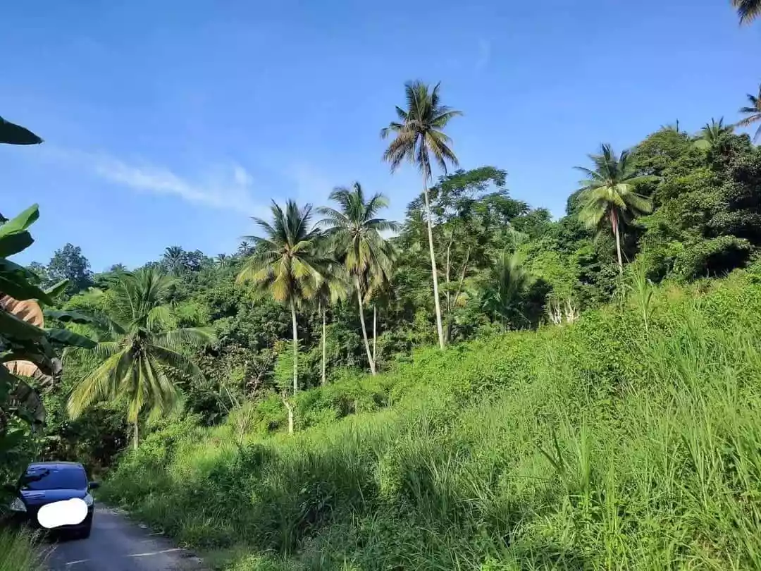 Agricultural land in Bairan Naga for sale - photo 6