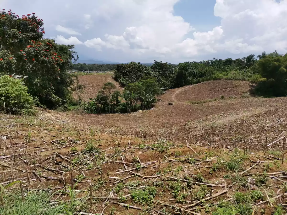For Sale Raw Lot Beside provincial Road from Tagoloan -matibugao- Alae — Residential Lot in Bukidnon, Philippines — Photo 4