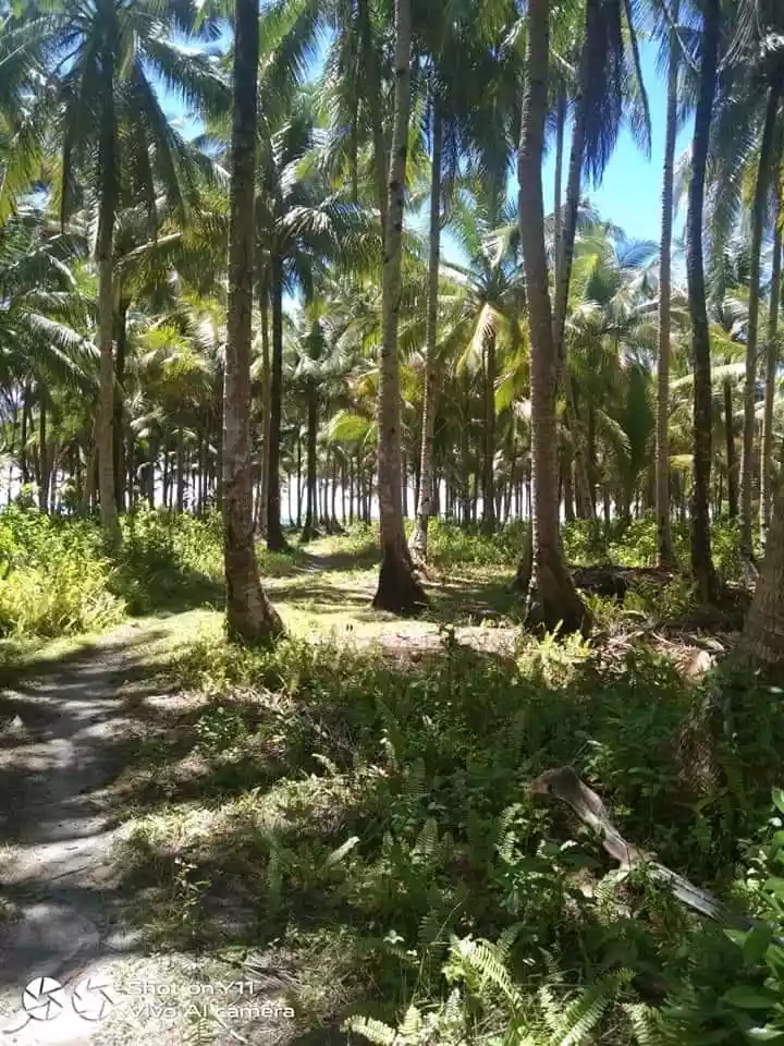 BEACH LOT FOR SALE IN TANGBO, STA. MONICA, SIARGAO ISLANDS - photo 3