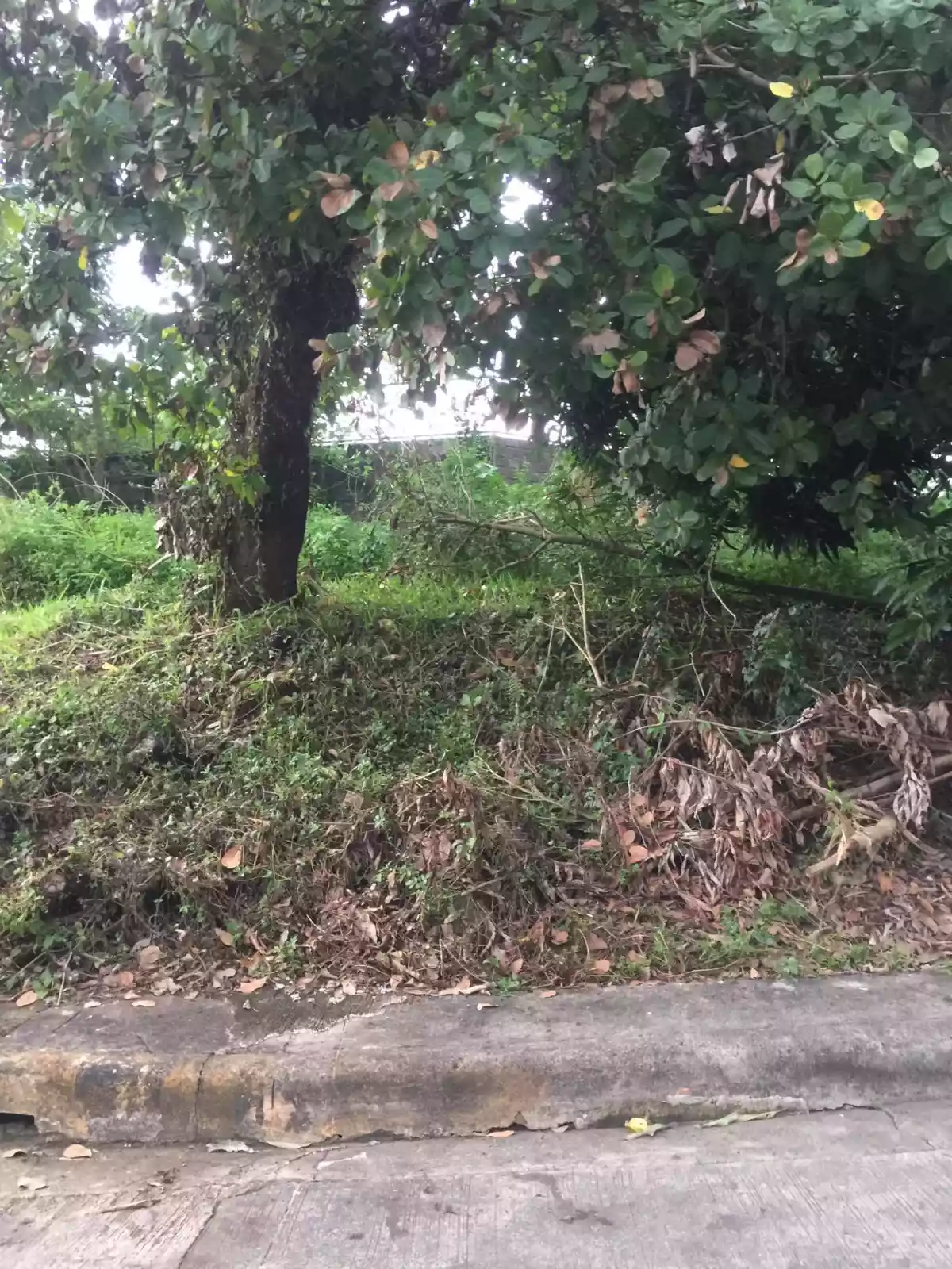 177SQM Lot For Sale at Metropolis Talamban - photo 5